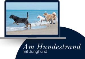 Read more about the article Hundestrand mit Junghund