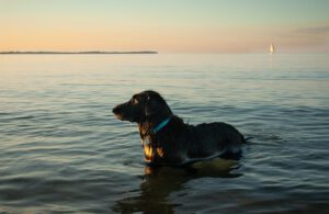Flat Coated Meer Abendsonne schwarzer Hund im Wasser