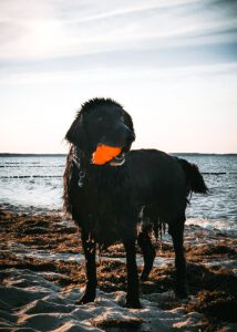 Meer Flat Coated schwarzer Hund Ball