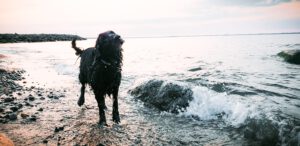 Strand Abendsonne schwarzer Hund Flat Coated
